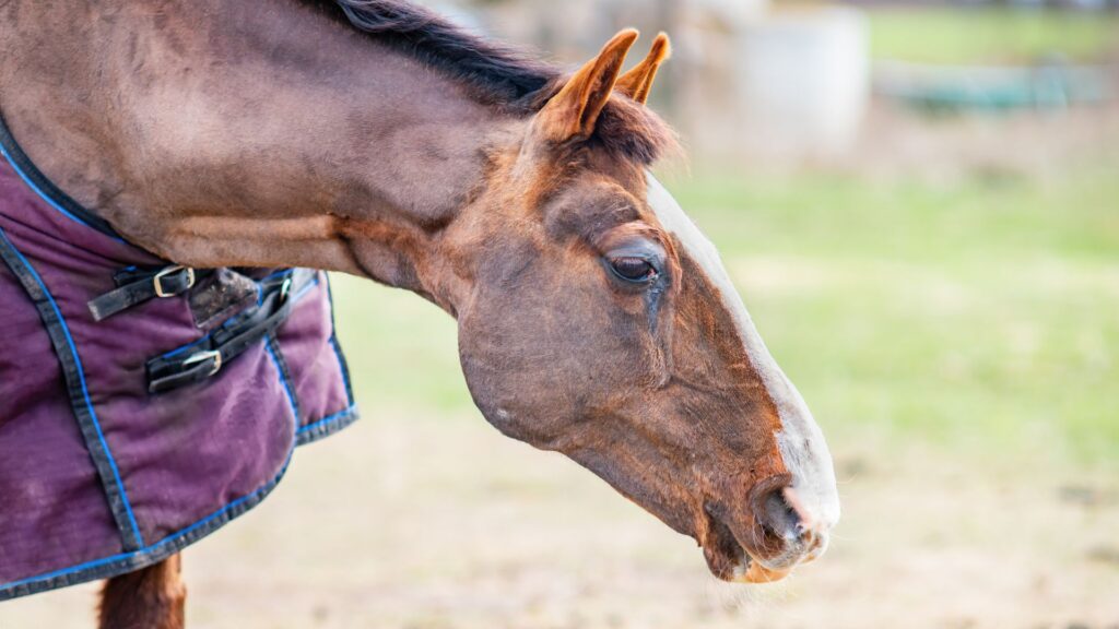 Nutrition for Aging Equines