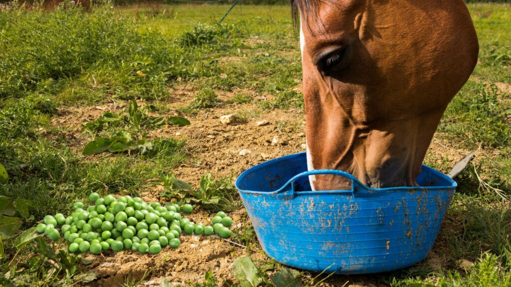 Pea Protein Isolate for Horses