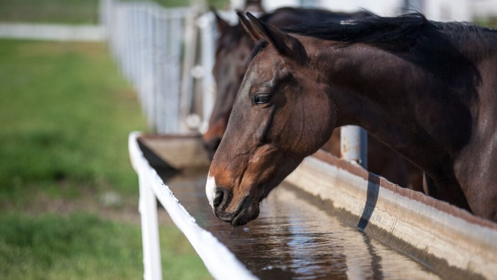 The Importance of Electrolytes for Horses