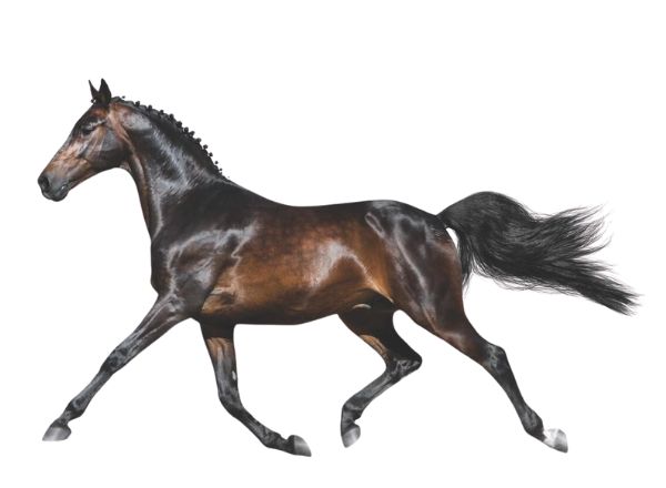 Balius Equine Nutrition