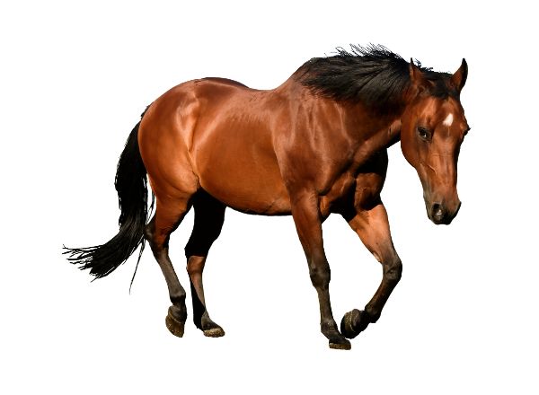Balius Equine Nutrition