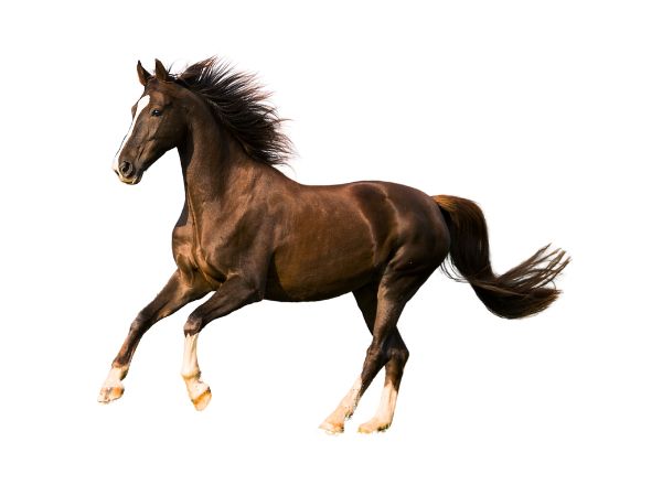 Balius Equine Nutrition