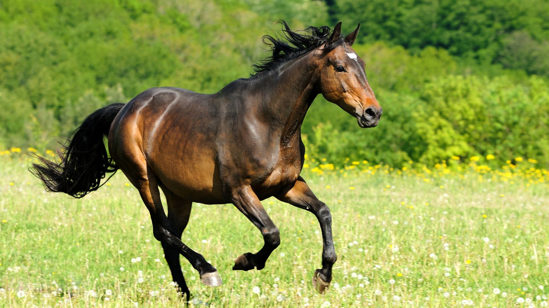 Why Feeding Salmon Oil to Horses Is a Smart Move — And Why It’s Not as Weird as You Think