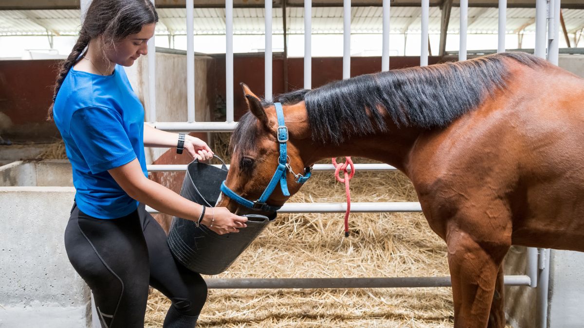 Frustration to Fulfillment How Balius Equine Nutrition Addresses Your Core Concerns
